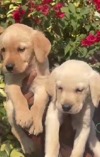 Buy Male Labrador Retriever Puppy from Chennai